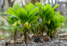 Scopolia carniolica var. hladnikiana