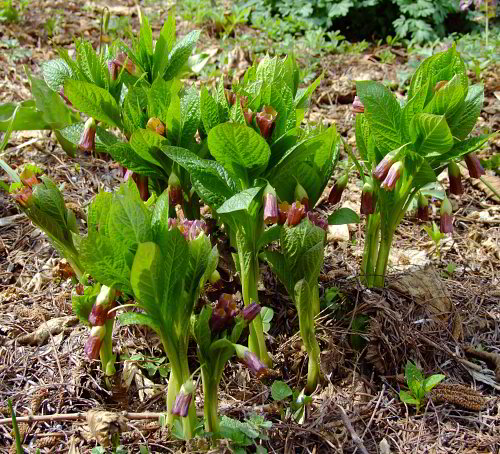 Scopolia carniolica