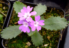 Primula spec.