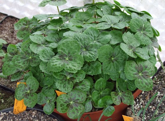 Podophyllum hexandrum - Sämlinge