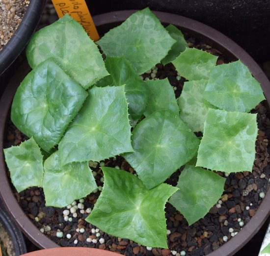 Podophyllum pleianthum - Sämlinge
