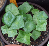 Podophyllum pleianthum - Sämlinge