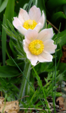 Pulsatilla vulgaris (Hybride lachs)