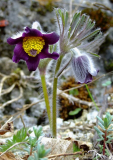 Pulsatilla pratensis var. nigricans