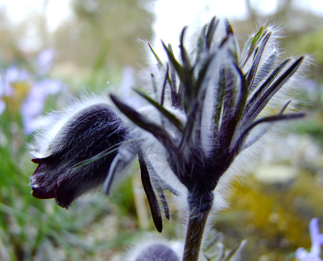 Pulsatilla pratensis var. nigricans