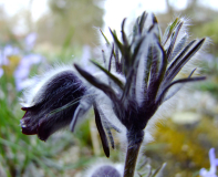 Pulsatilla pratensis var. nigricans