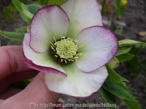 10-14 weiss roter rand