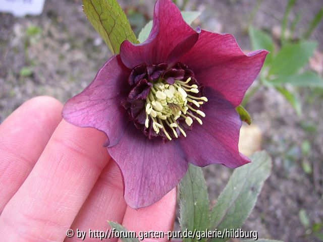 10-4 john burbeck sämling leichte anemonenform