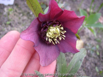 10-4 john burbeck sämling leichte anemonenform