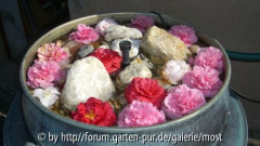 Kamelienbrunnen.jpg
