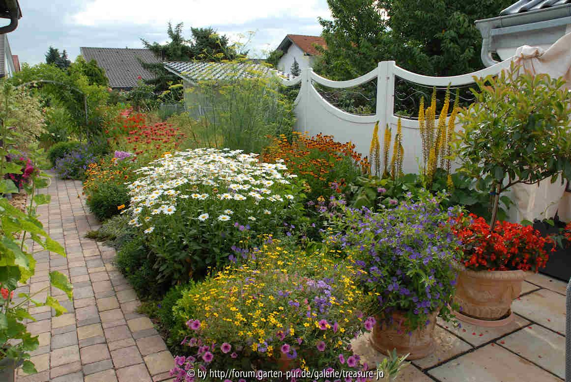 Rittersporn hinter Helenium