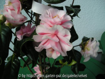 Kamelie Lady Vansittart1