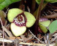Asarum heterotropoides - Blüte