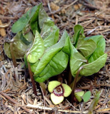 Asarum heterotropoides