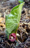 Asarum caulescens