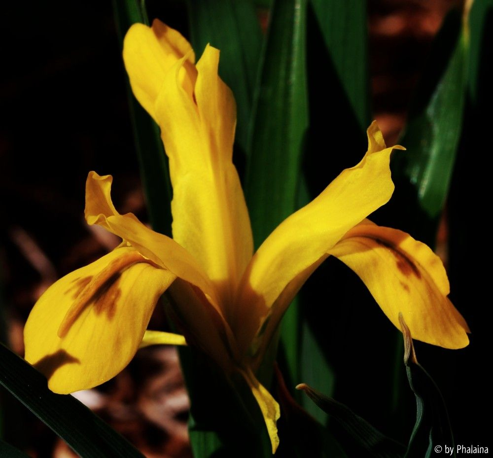 Iris bucharica