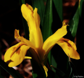 Iris bucharica