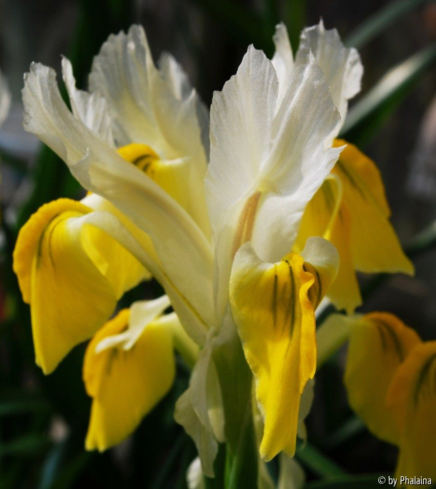 Iris bucharica