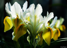 Iris bucharica