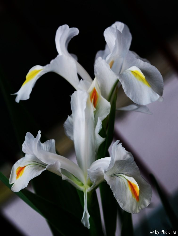 Iris magnifica alba