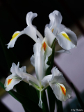 Iris magnifica alba