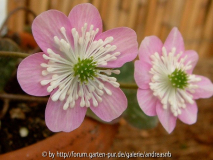 Hepatica rosa
