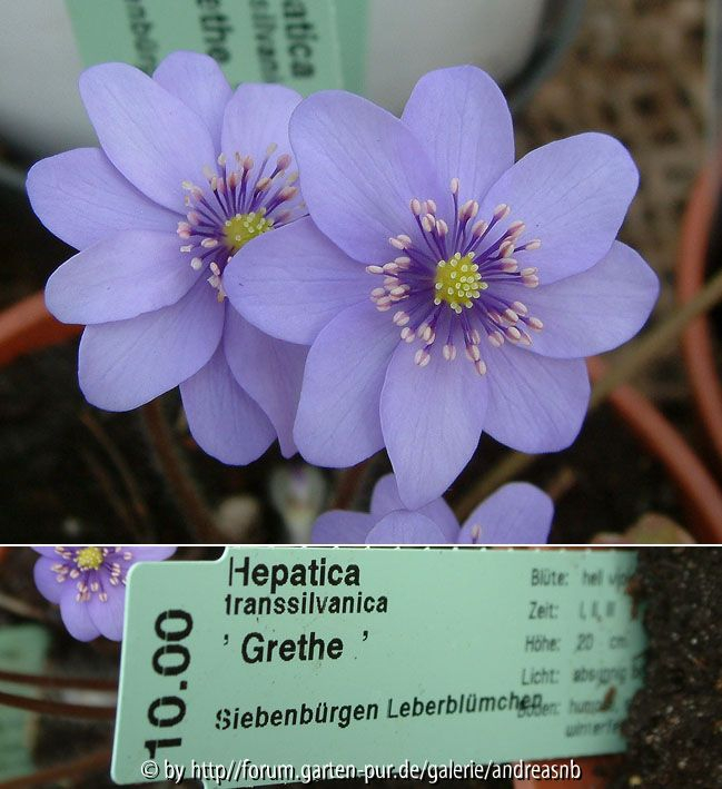 Hepatica Grethe