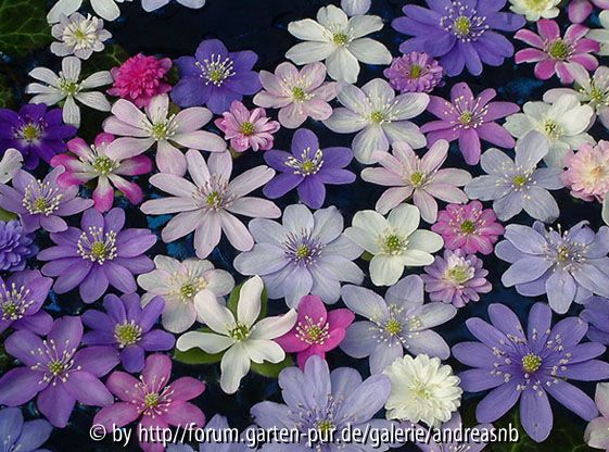Hepatica Blütenmeer