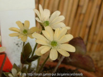 Hepatica gelb