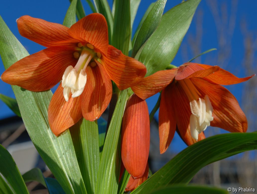 Fritillaria eduardii