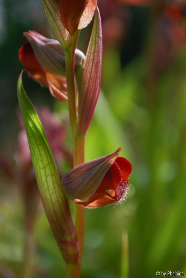 Serapias 3