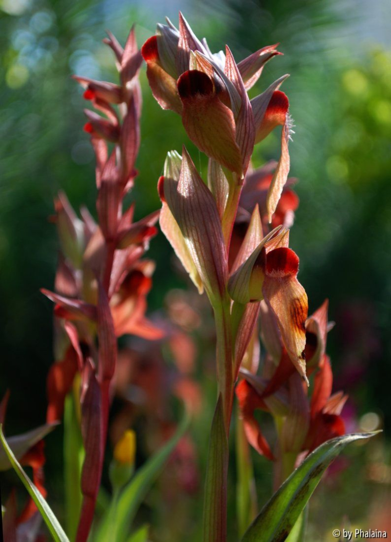 Serapias 2
