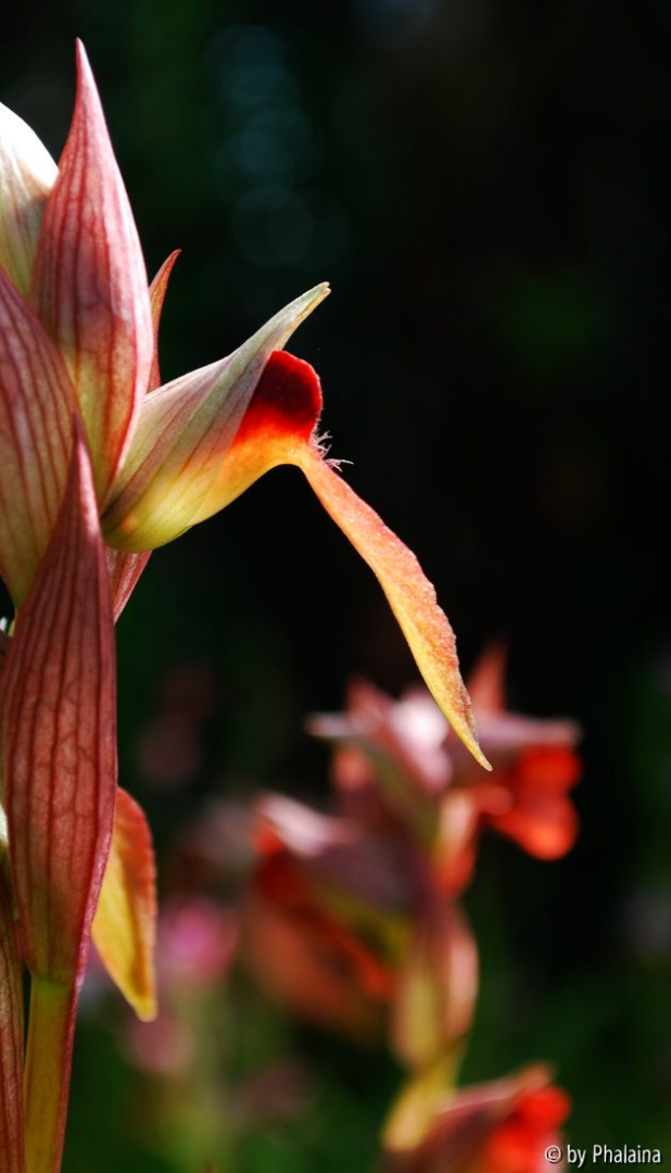 Serapias 1