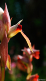 Serapias 1