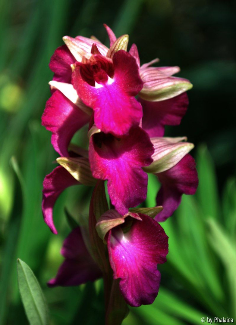 Serapicamptis