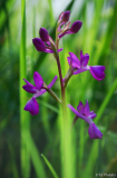 Anacamptis laxiflora