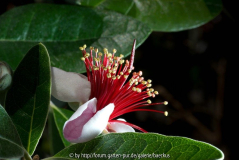 Acca Selowiana - Blüte