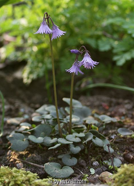 Karpaten-Troddelblümchen (Soldanella carpatica)