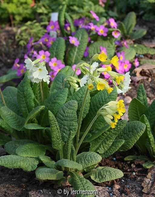 kaukasische Primeln (Primula veris subsp. macrocalyx, P. elatior subsp. pallasii, P. vulgaris subsp. sibthorpii)