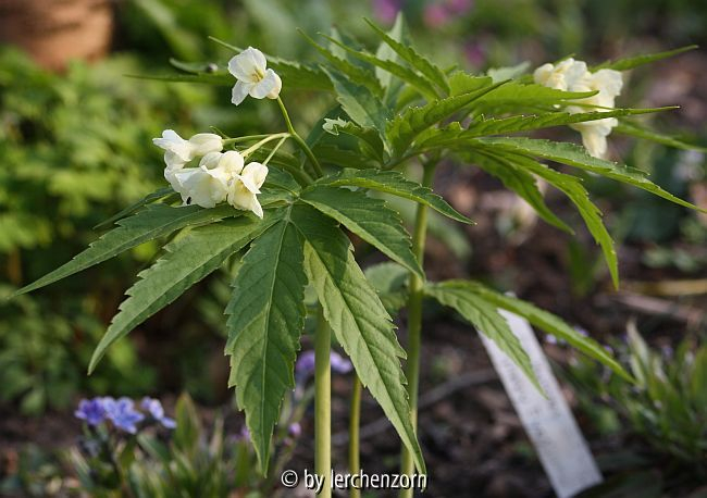 Kitaibels Zahnwurz (Cardamine kitaibelii)