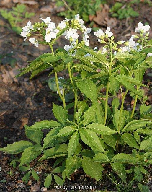 Waldstein-Schaumkraut (Cardamine waldsteinii)