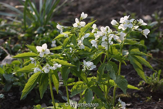Waldstein-Schaumkraut (Cardamine waldsteinii)