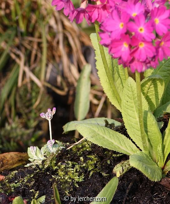Balkan-Mehlprimel (Primula frondosa), zwergige Ausgabe