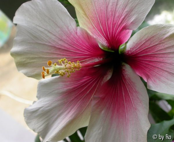 Brandons Blush April 2010