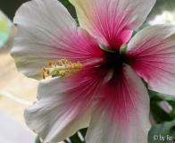Brandons Blush April 2010