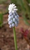 Muscari 'Sky Blue'