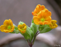 Himmelschlüssel orange