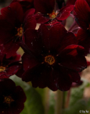 Garnet Cowichan