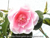 Elegans Splendor