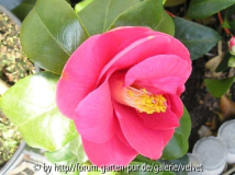 rote Unbekannte
